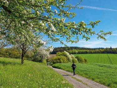 Gast auf einem Weg durch grüne Felder unter blühenden Baumzweigen an einem sonnigen Frühlingstag.