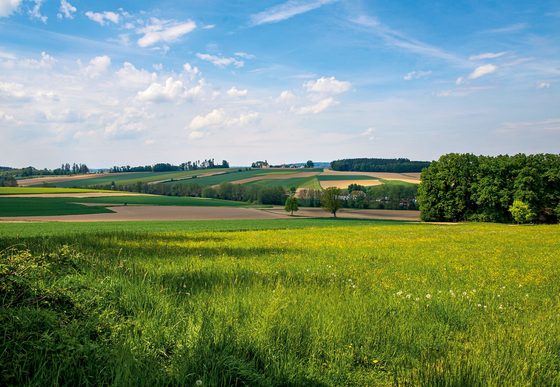 Grüne Wiese und Felder in hügeliger Landschaft mit Waldrand unter blauem Himmel.