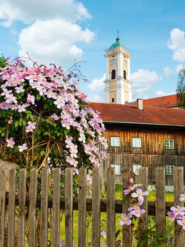 Rosa Blüten an einem Holzzaun vor Holzhaus und Kirchturm unter blauem Himmel.
