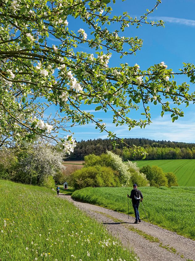 Spazierweg durch grüne Wiesen und Felder unter blühenden Obstbäumen, eine Person geht durch die Frühlingslandschaft.