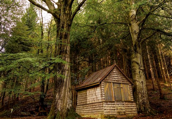 Kleine Holzhütte am Fuß großer Bäume in einem dichten Wald.