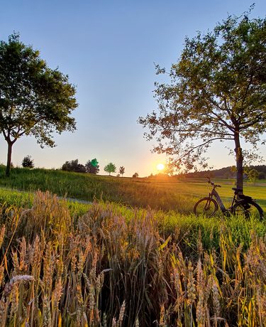 Fahrrad unter einem Baum am Rand eines Feldes bei Sonnenuntergang auf einer offenen Wiese.