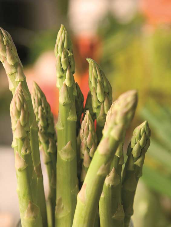 Spargel