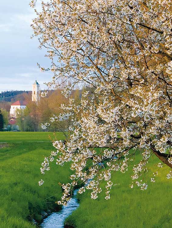 Bad-Birnbach-Bachlauf-Fruehling